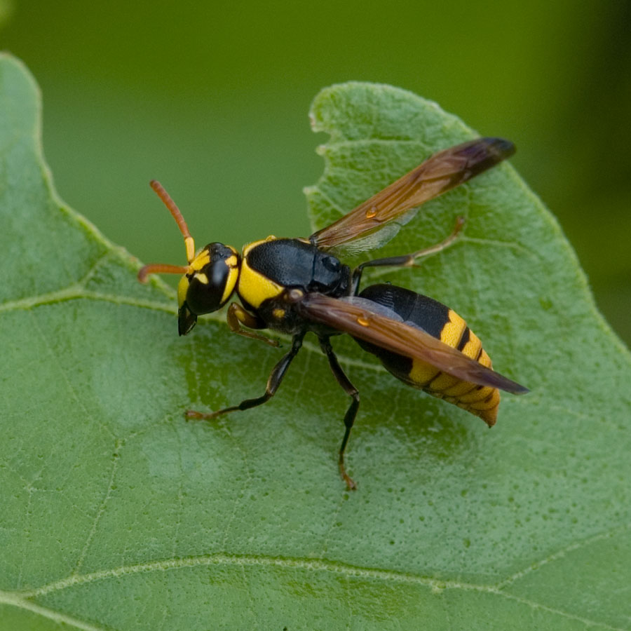 Rhynchium superbum